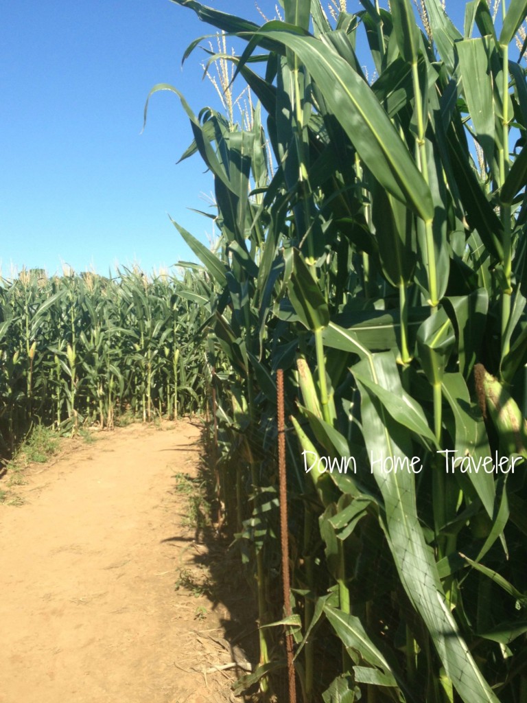 Hall's Pumpkin Farm and Corn Maze 2013