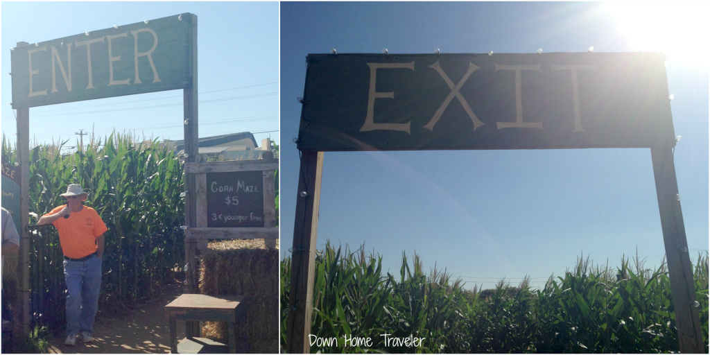 Hall's Corn Maze 2013