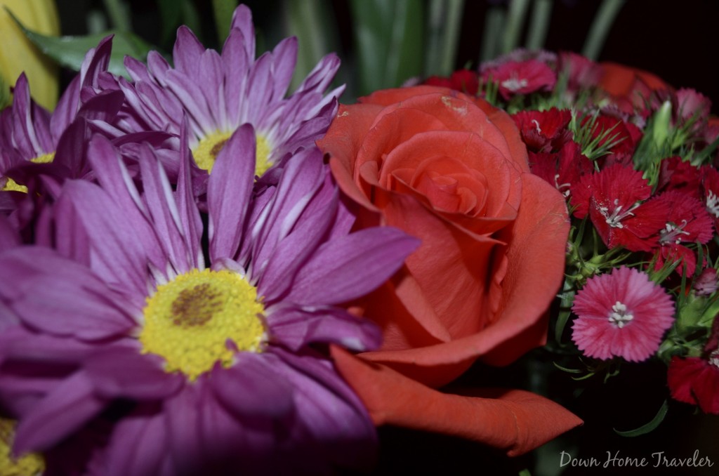 Catch the Moment, 365 Project, Flowers, Daisy, Rose