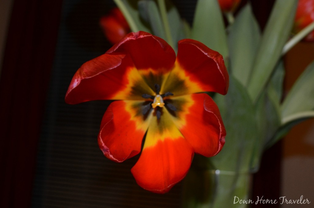 #catchthemoment365 #project365 #tulip #flower