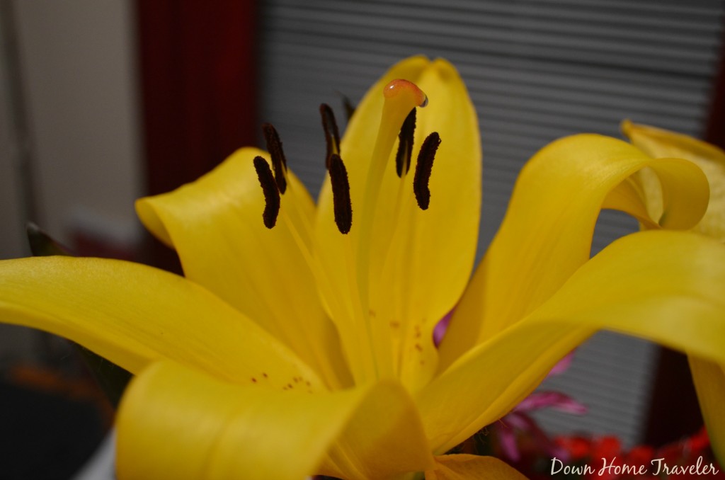 Catch The Moment 365, Lily, Flower