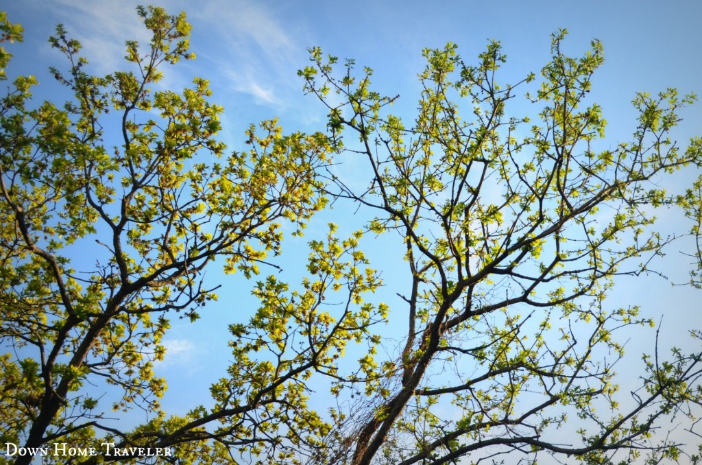 Catch The Moment 365, Nature, Trees