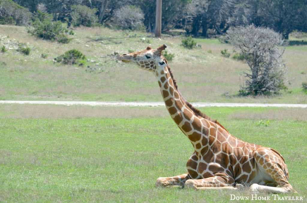 Texas, Family, Day Trip, Animals, Zoo