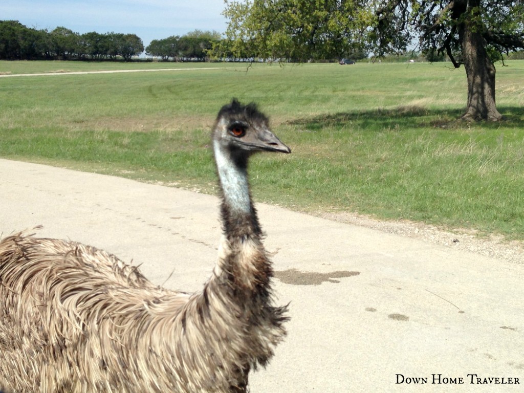 Texas, Family, Day Trip, Animals, Zoo