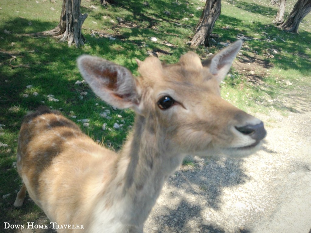 Texas, Family, Day Trip, Animals, Zoo