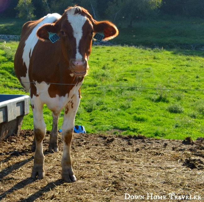 #Vermont #Animals #Cows #Dairy #DairyFarmers