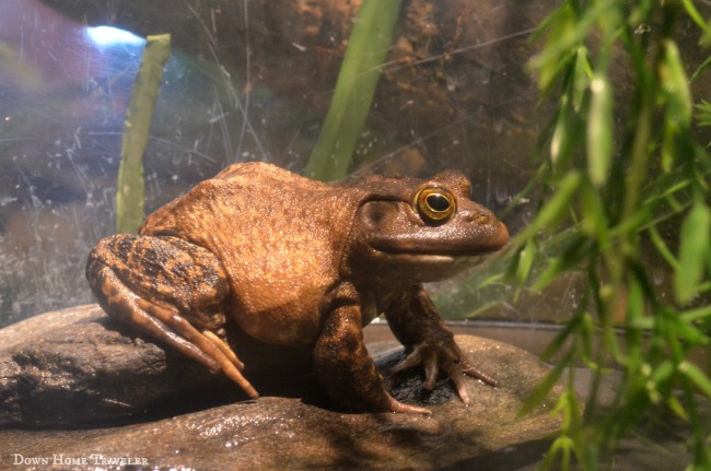 Burlington, Vermont, Aquarium, Science Center, Children, Lake Champlain