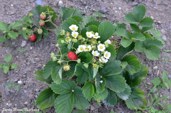 Vermont, Franklin County, Garden