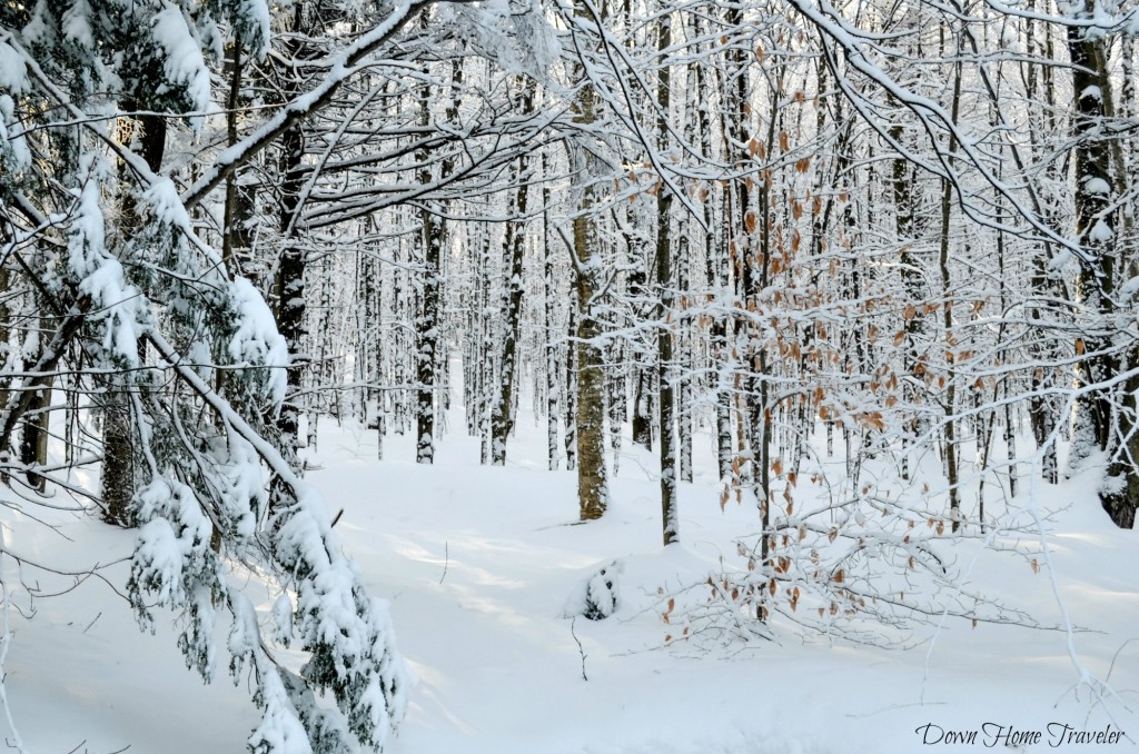 Vermont, Hike, Winter, Snow, Forest, Snow Covered Trees, Richford Vermont, Green Mountains