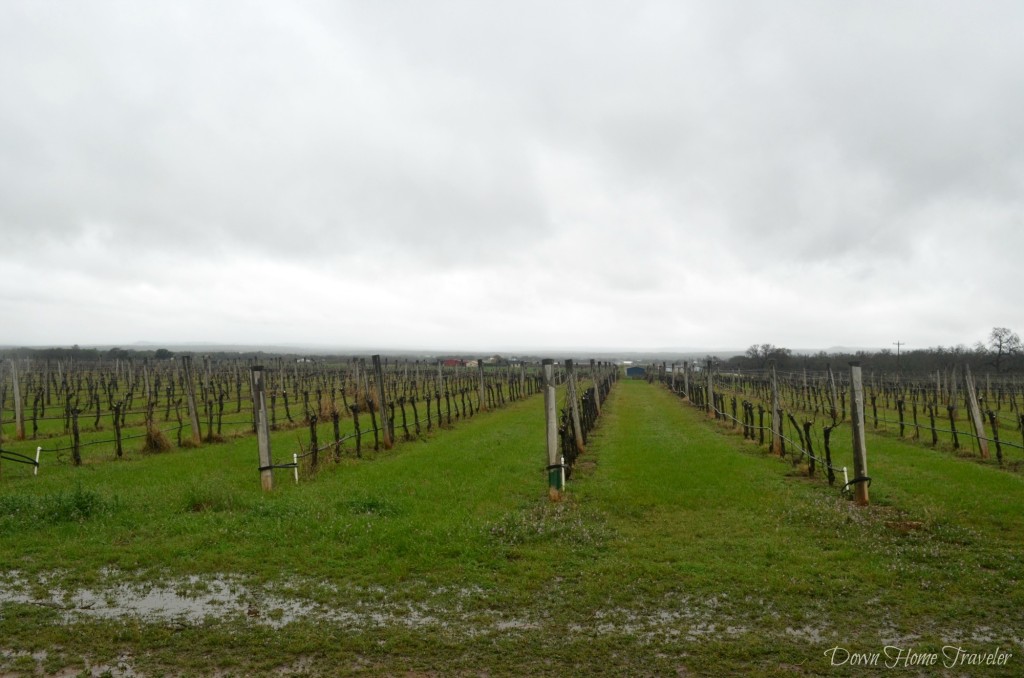 Becker-Vineyards_0234