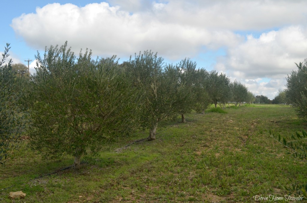 Texas-Olive-Oil-Company_0543