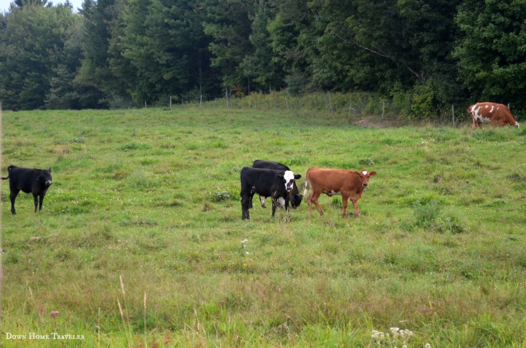 VermontCows_1348