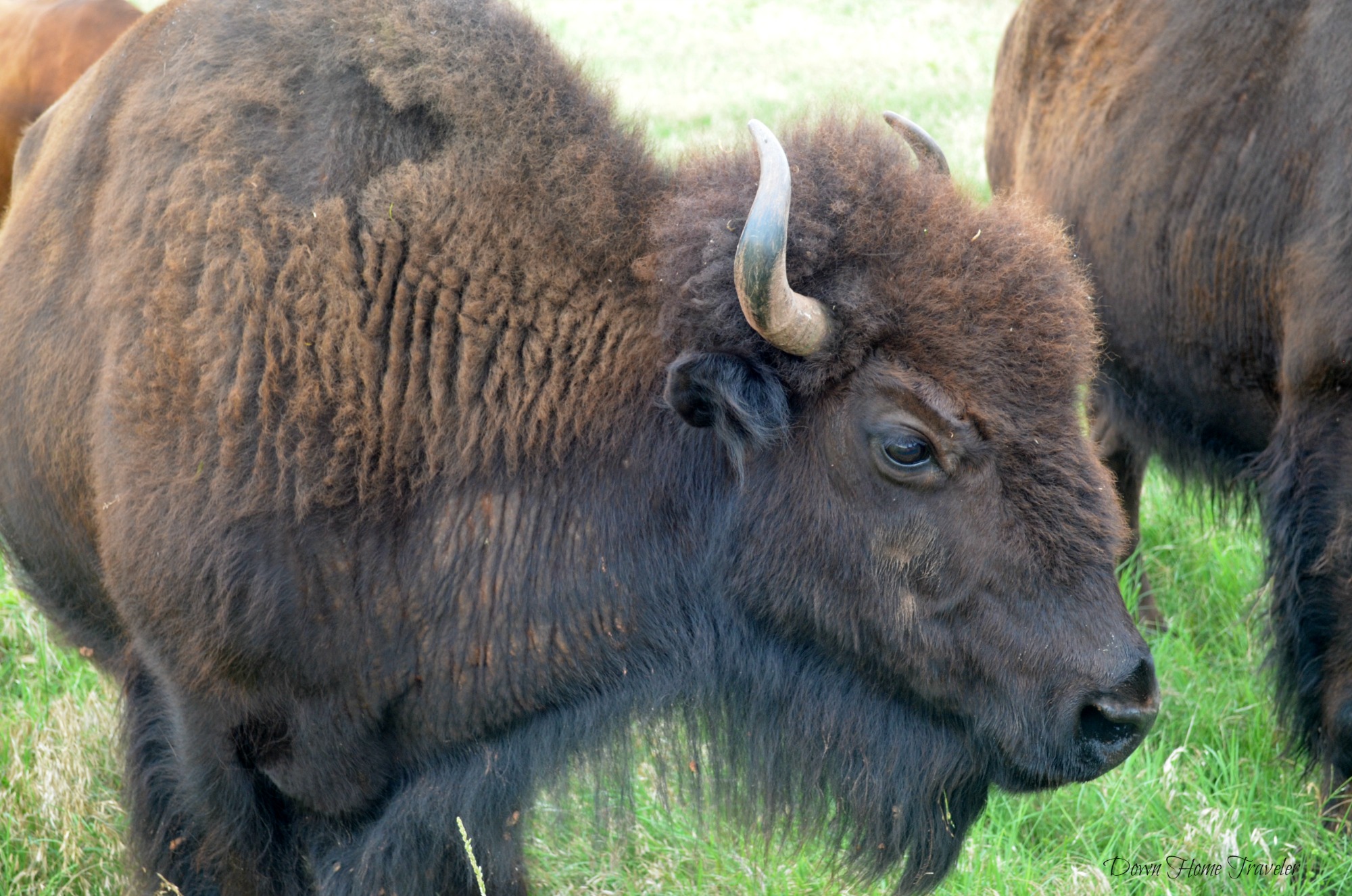 Buffalo_0663