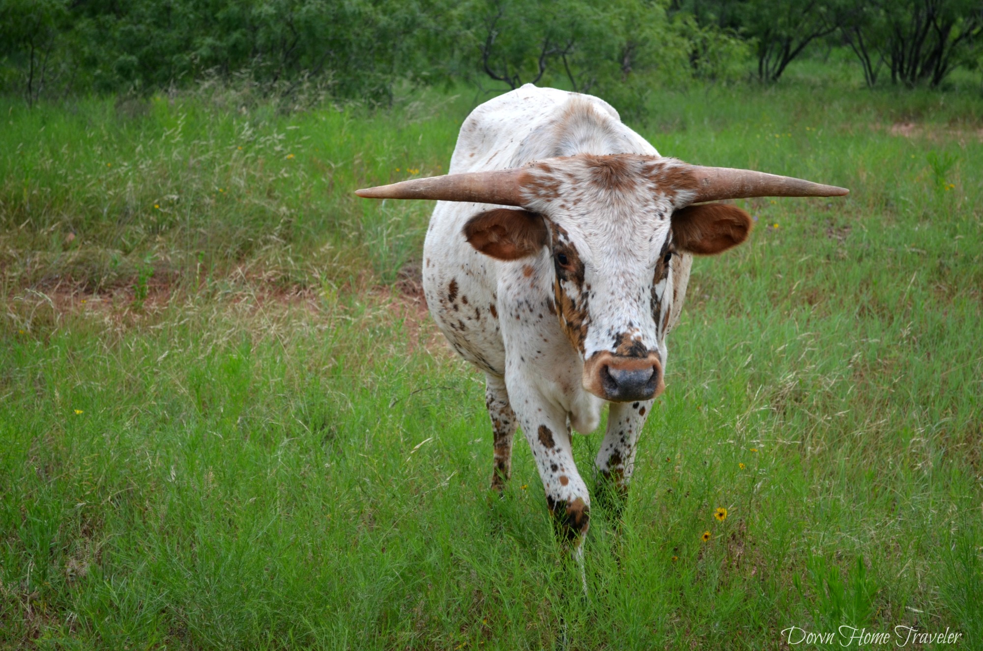 Longhorn_0635