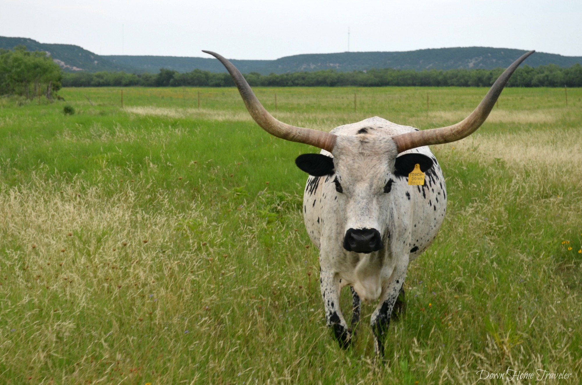 Longhorn_0639