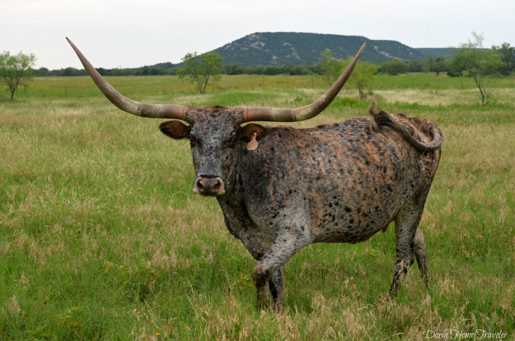 Longhorn_0641