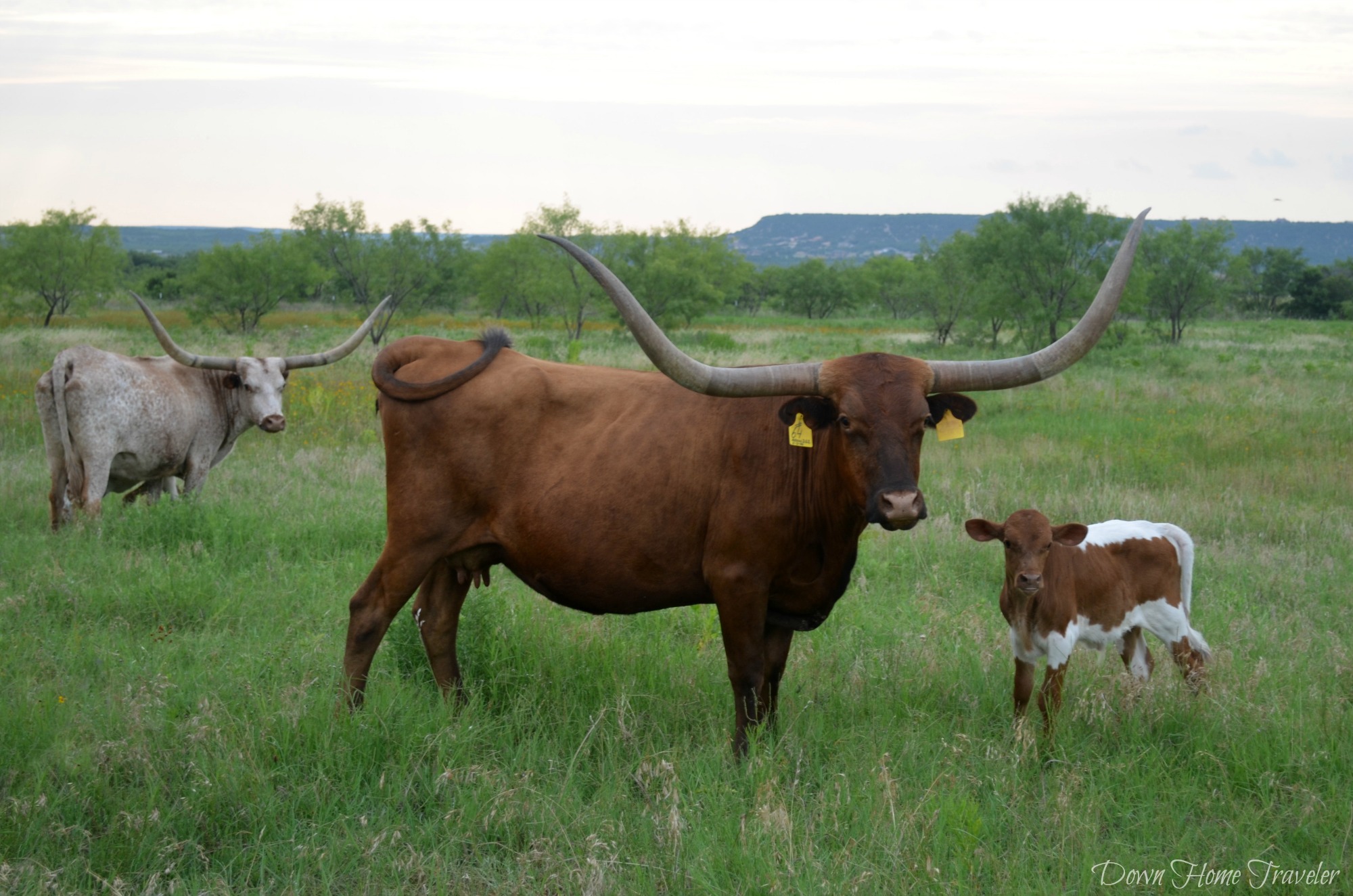 Longhorn_0653a