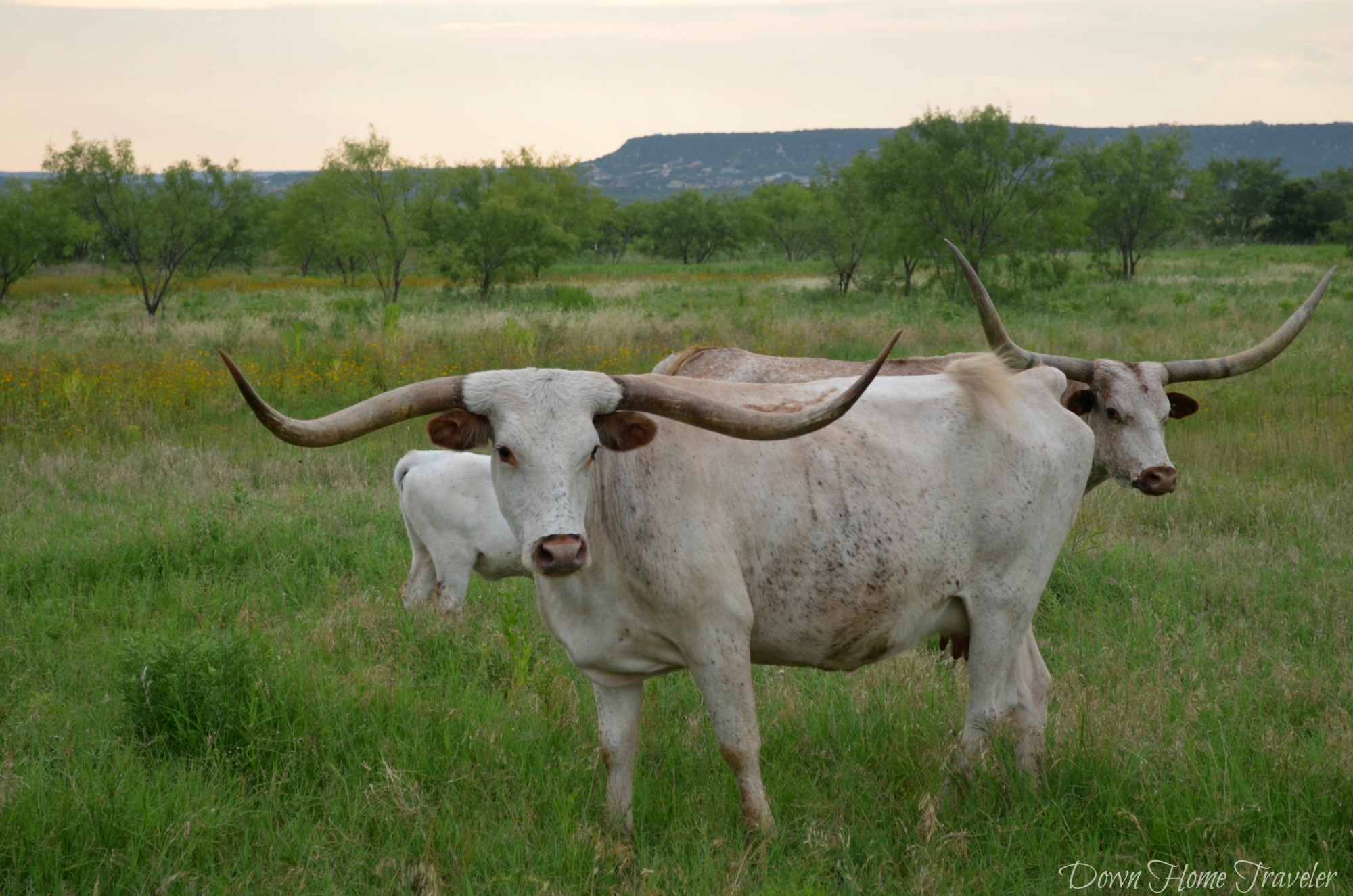 Longhorn_0669