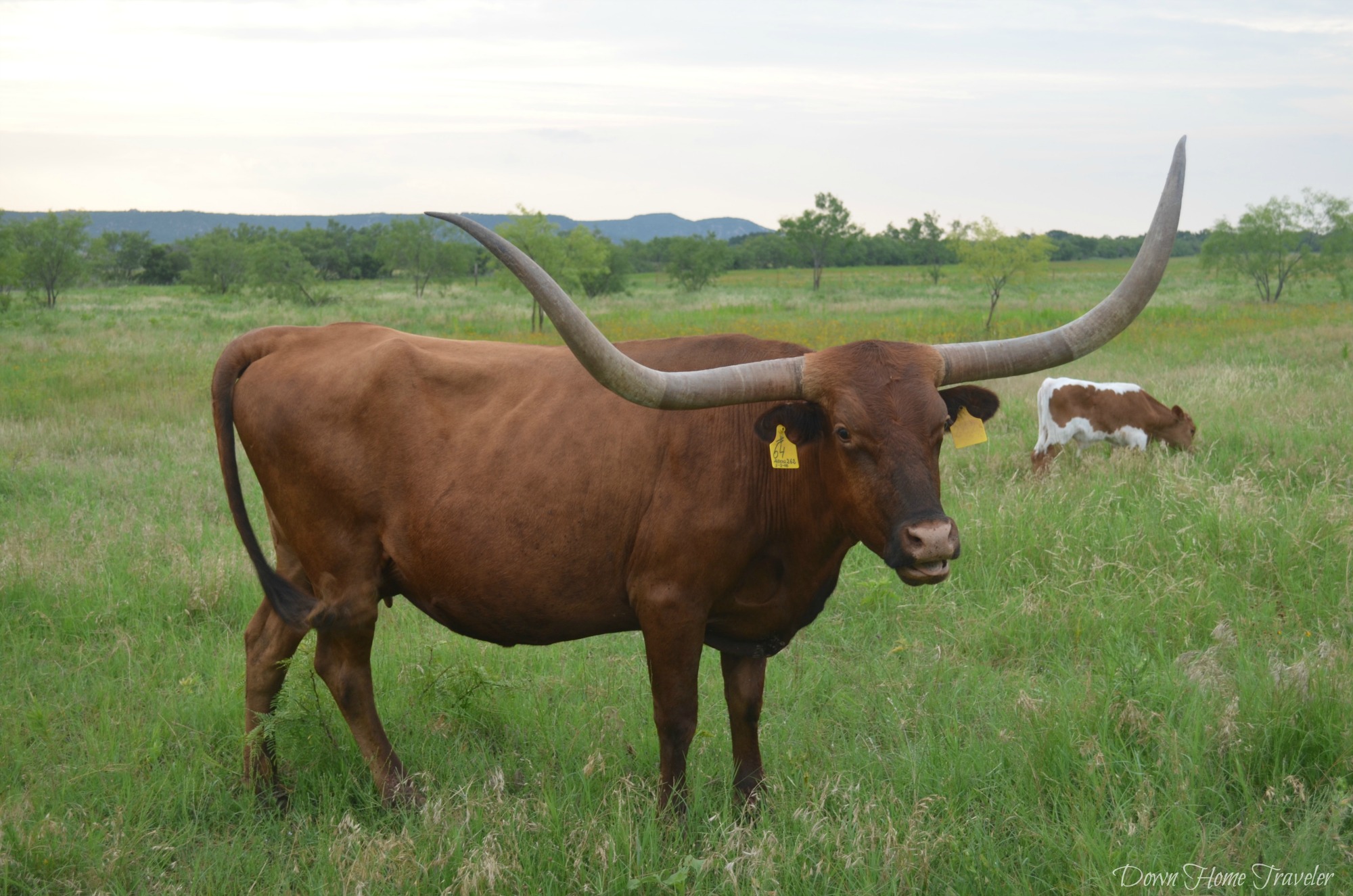 Longhorn_0671