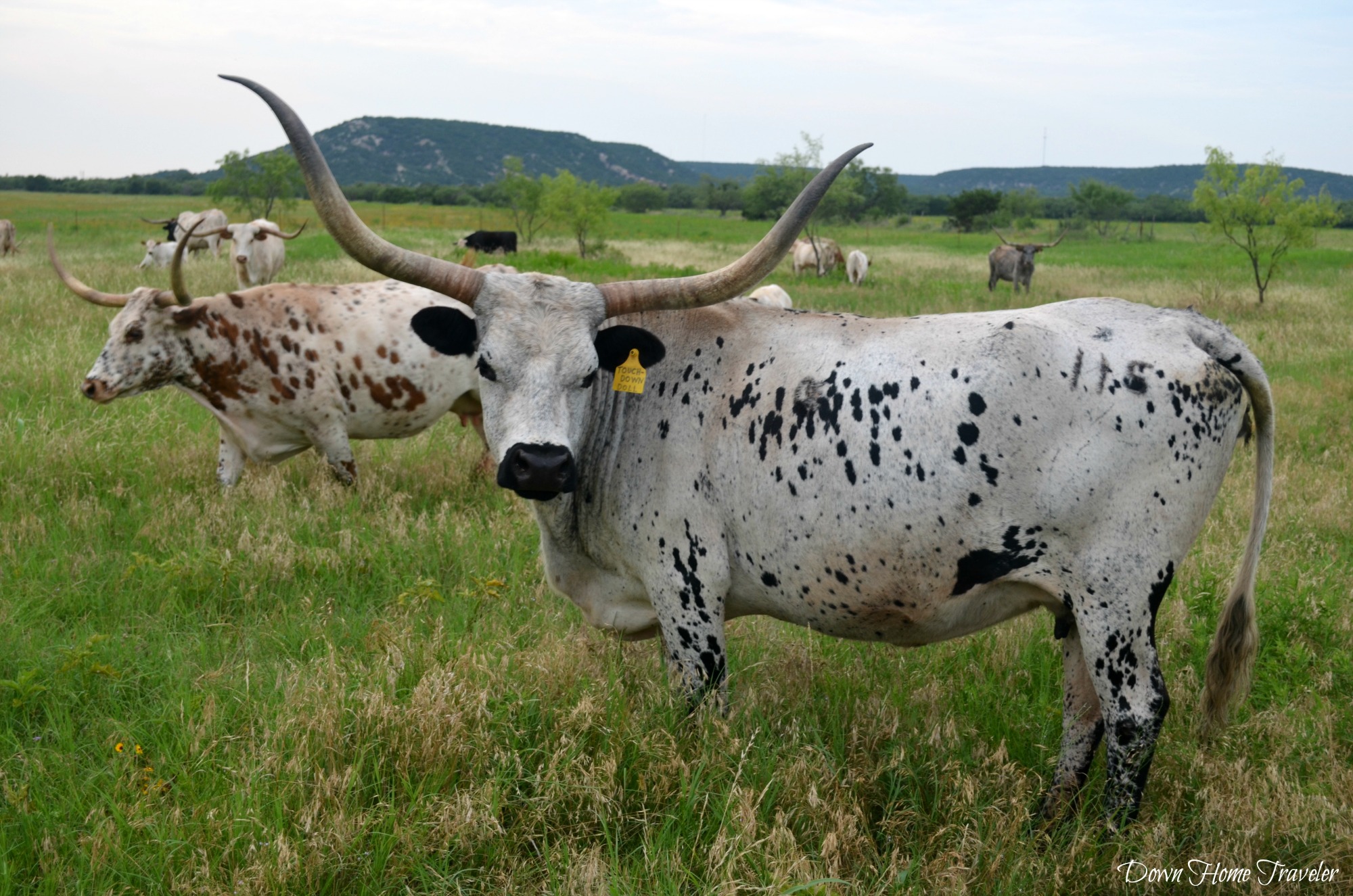 Longhorn_0673